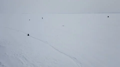 Running through a snowy Dog in motion Stock Footage 149203284