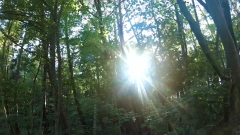 Running through the trees in a dense forest Stock Footage 149641645
