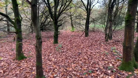 Running Through Trees Hand Held Scared Video stock 221997118