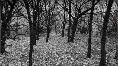 Running Through Trees Horror Black and White Hand Held Retro Style Video stock 221996863