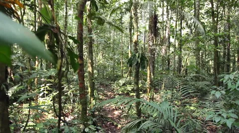 Running through tropical rainforest Stock Footage 1183841