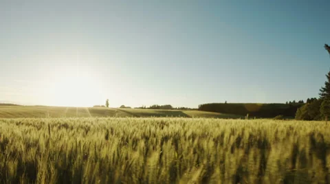Running Through a Wheat Field Stock Footage 34372294