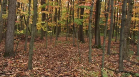Running through woods in the fall 2 Stock Footage