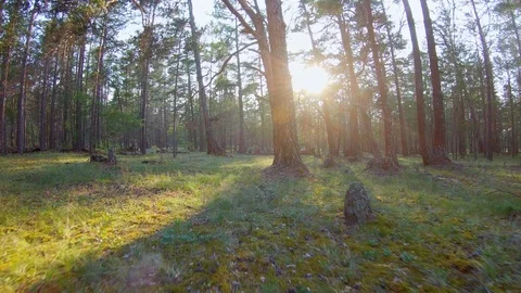 Running through the woods Stock Footage 111314245