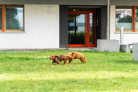 Running Through the Yard Stock Photos