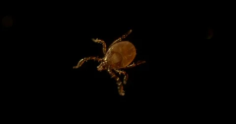 Running tick just hatched Stock Footage 113042669