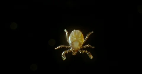 Running tick just hatched Stock Footage 113046898