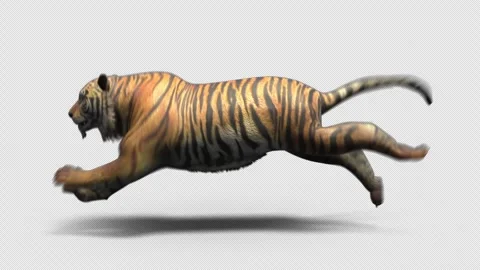 Bengal tiger (Panthera tigris) running on a beach - Stock Image