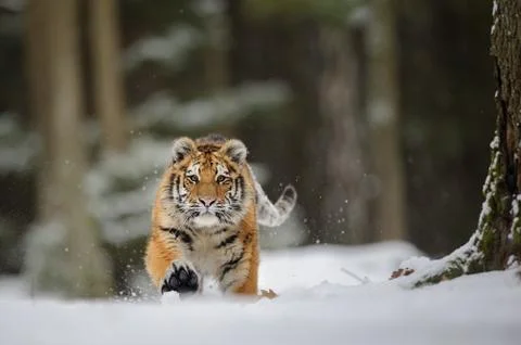 Running tiger on snow Stock Photos