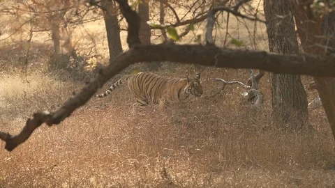 Running tigers in india Stock Footage 118872954