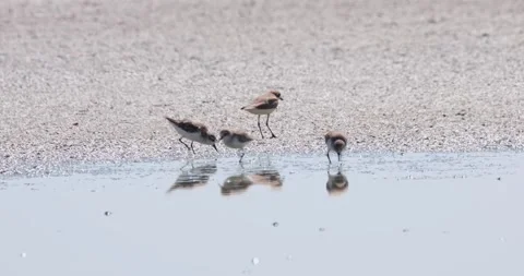 Running towards the edge of the water and joins the feeding session, Video stock 260281981