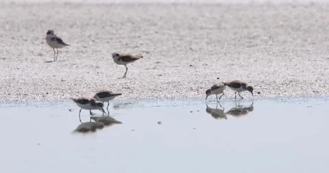 Running towards a small flock of plovers to join them feeding, Video stock 260393949