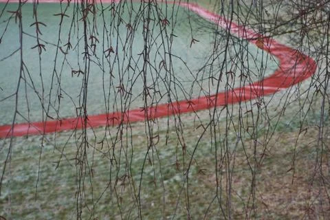 Running track birch branches Stock Photos