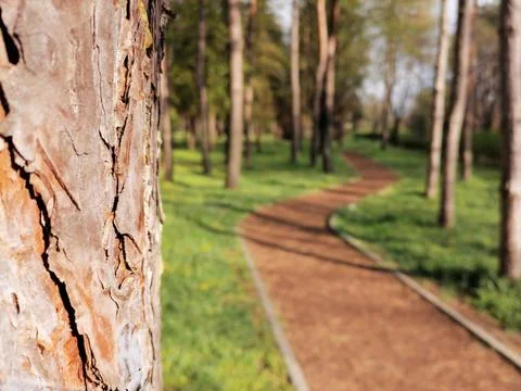 Running track in the woods. Stock Photos
