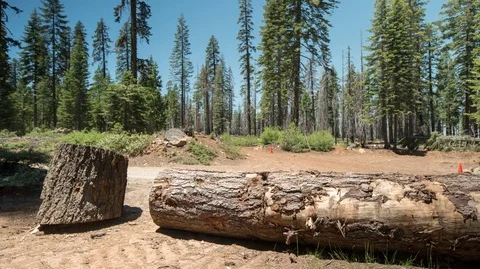 Running Trail Timelapse Stock Footage 90526299