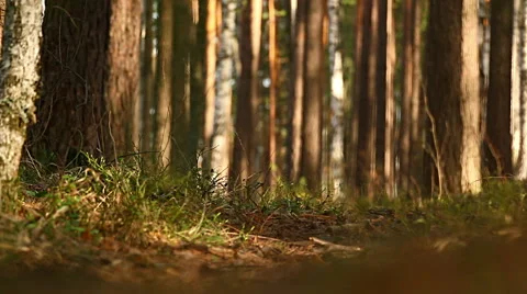 Running training in forest Stock Footage 49760832
