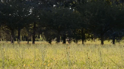 Running training at the park3 Stock Footage 112778168