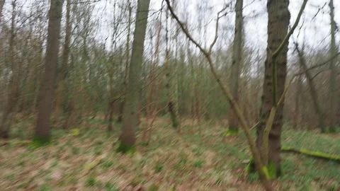 Running trough the woods. 스톡 동영상 305052596