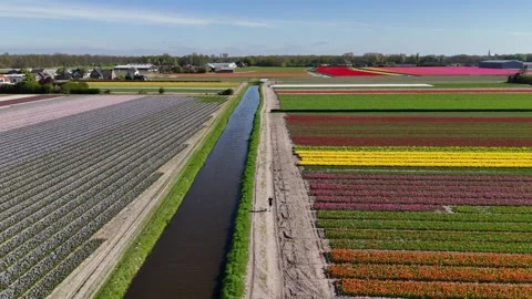 Running in the tulip fields Video stock 311002081