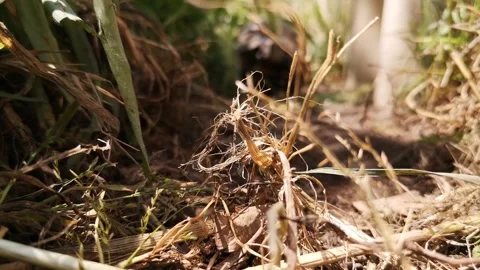 Running turtle Stock Footage 164294213