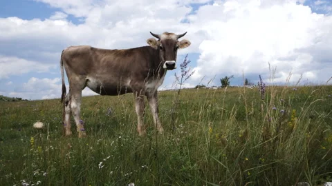 Running Tyrol gray - a typical alpine breed of cattle Stock Footage 169808754
