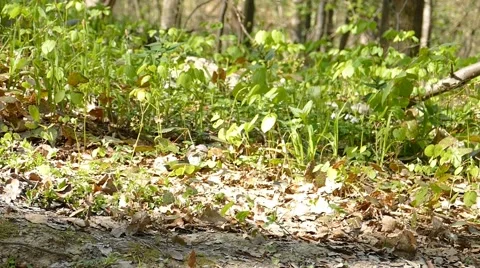 Running Walking In The Forest 2 Stock Footage 50147981