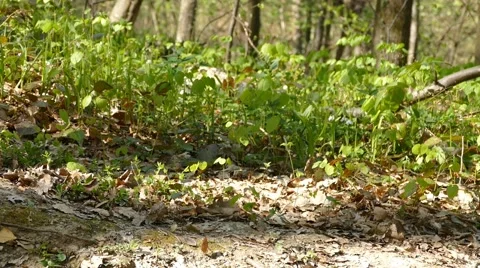 Running Walking In The Forest  Stock Footage 50147439