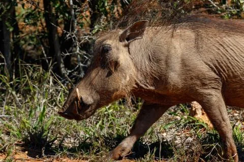 Running warthog between the grass Stock Photos