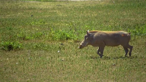 Running warthog  Stock Footage 74022893