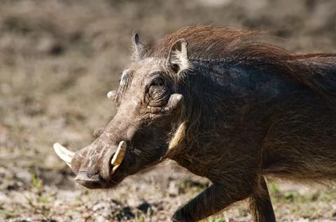 Running warthog Stock Photos