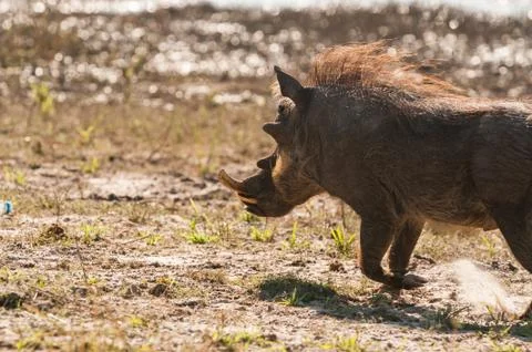 Running warthog Foto stock