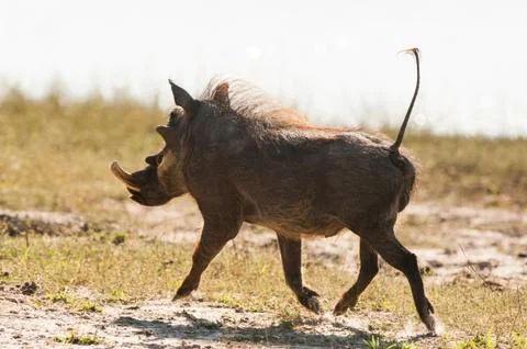 Running warthog Stock Photos