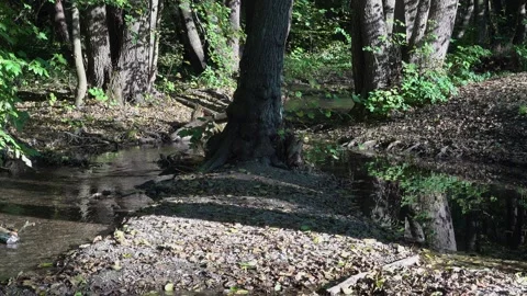 Running water and forest stream Видео 334783057