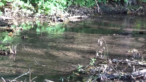 Running water and forest stream Stock-Footage 334783388