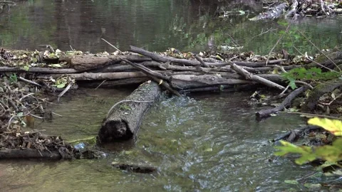 Running water and forest stream Video stock 334783394