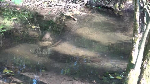 Running water and forest stream Vídeo Stock 334783420