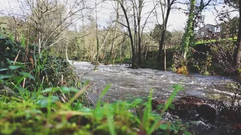 Running water between the trees Stock Footage 276863894
