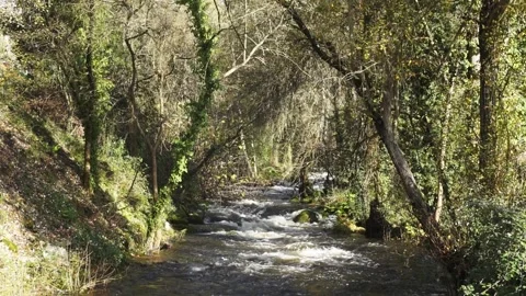 Running water between the trees Stock Footage 276864698