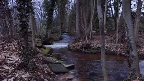 Running water creek bed  through trees Stock Footage 280370221