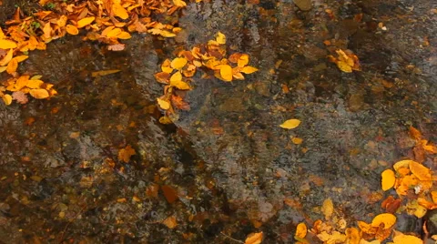Running water creek with leaf on surface in autumn Stock Footage 43785409