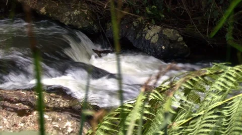 Running water Stock Footage 1068763