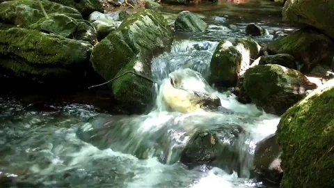 Running water in a forest stream Stock Footage 83503551