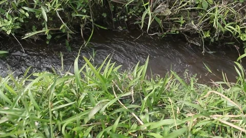 Running water in irrigation canals Stock Footage 243282652