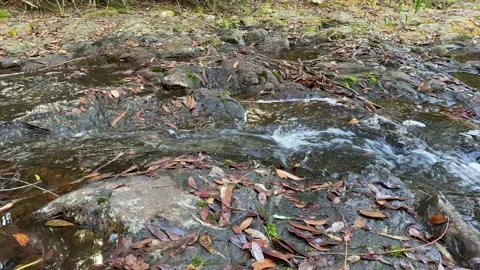 Running Water At  Minyon Falls Stock Footage 132145607