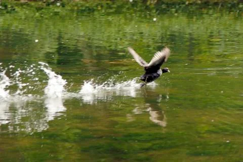 Running on water Stock Photos