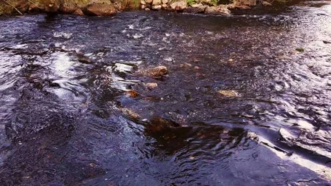 Running water in a stream 스톡 동영상 164458897