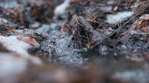 Running water in a stream of melted snow Stock Footage 80020558