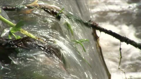 Running water with twigs Видео 11289804
