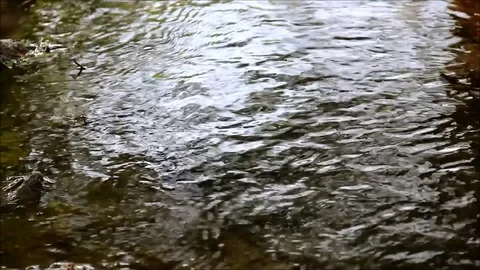 The running waters of a shallow river Stock Footage 77863062