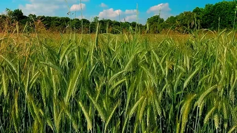 Running in a wheat field Stock Footage 309855682